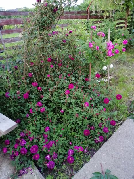  - Moss Nuits de Young