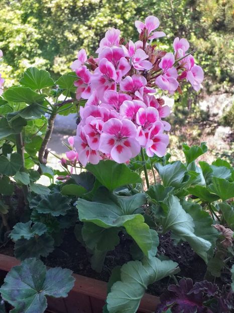 muscata - iunie 2019