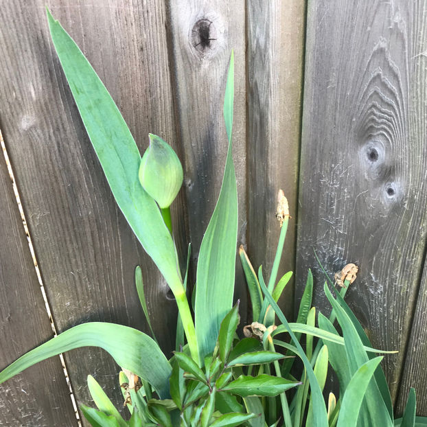  - Jurnalul gradinii 2019