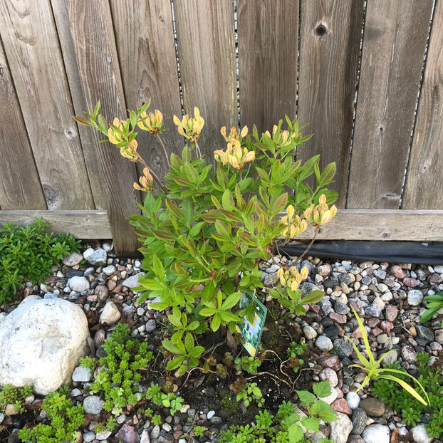  - Jurnalul gradinii 2019