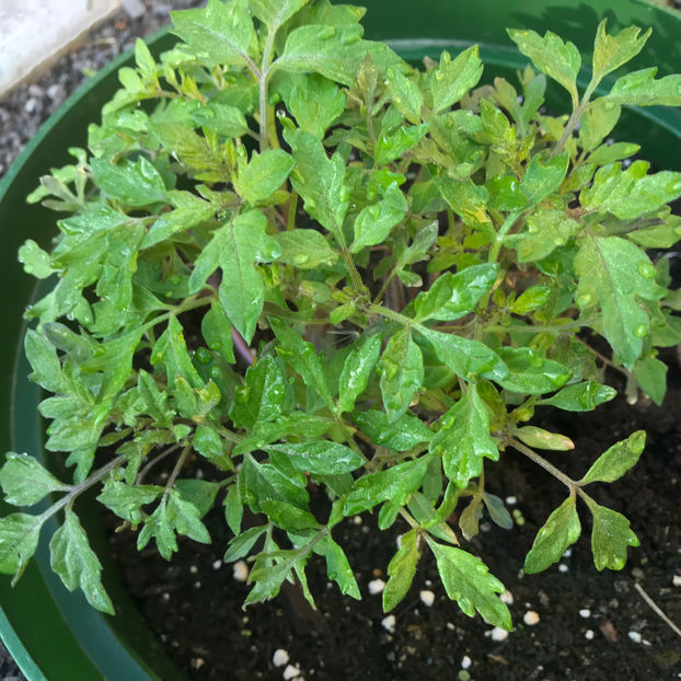  - Jurnalul gradinii 2019