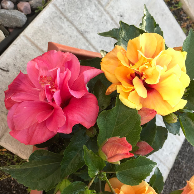  - Jurnalul gradinii 2019