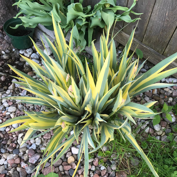  - Jurnalul gradinii 2019