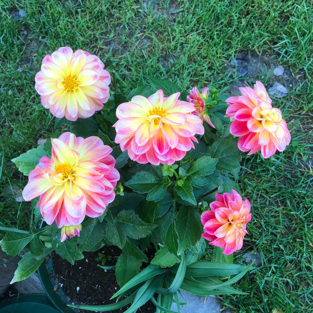  - Jurnalul gradinii 2019