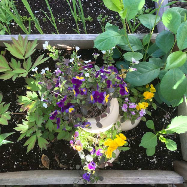  - Jurnalul gradinii 2019