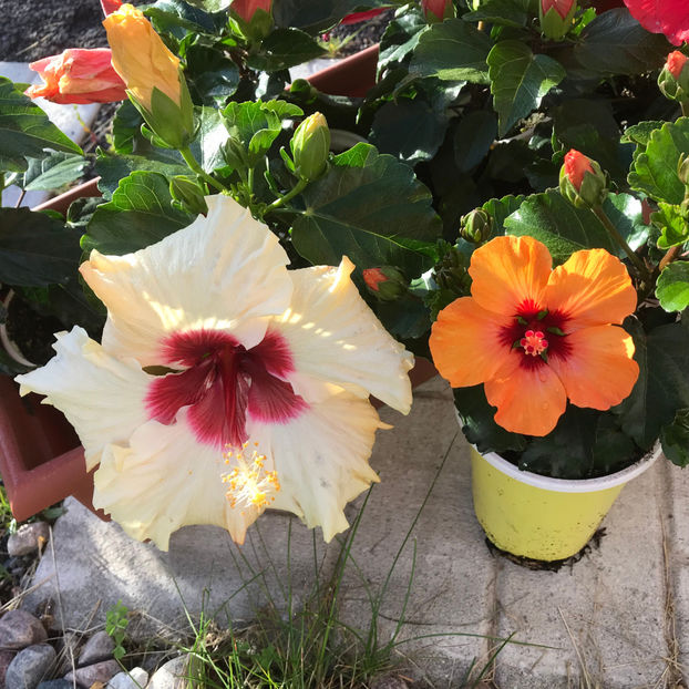  - Jurnalul gradinii 2019