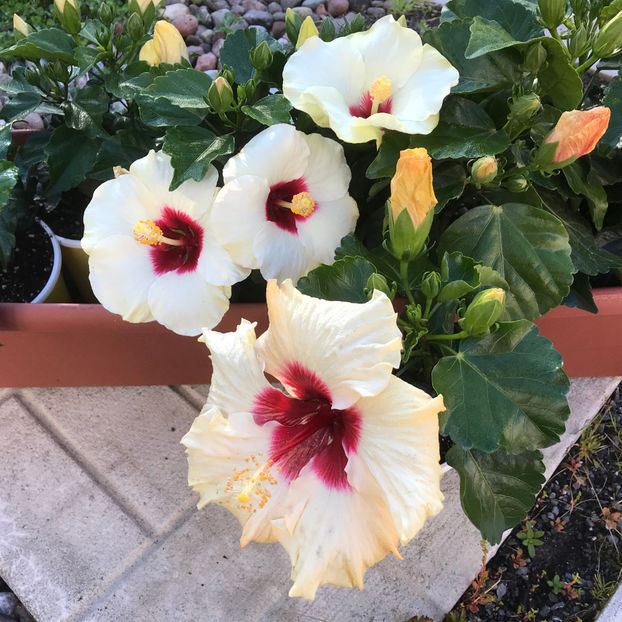  - Jurnalul gradinii 2019