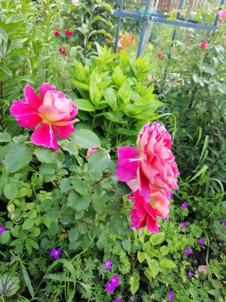  - Dominique Massad Reine Samut