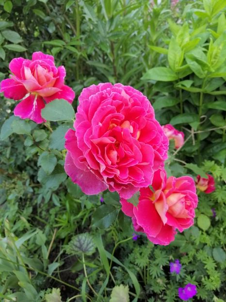  - Dominique Massad Reine Samut