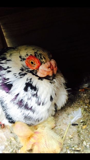 image - Berberi 2016