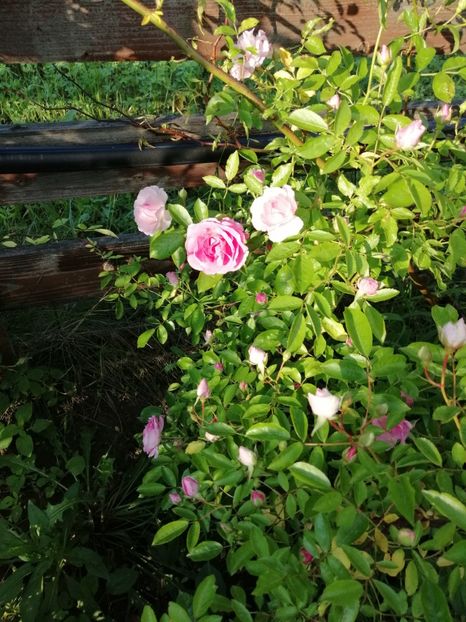  - Hybrid multiflora Beauty Thousand