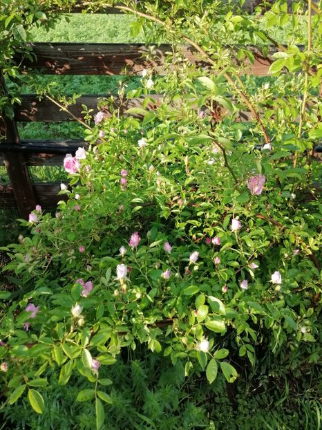  - Hybrid multiflora Beauty Thousand
