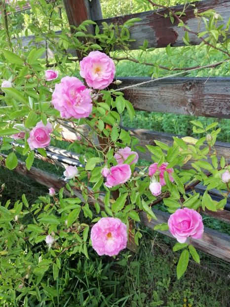  - Hybrid multiflora Beauty Thousand