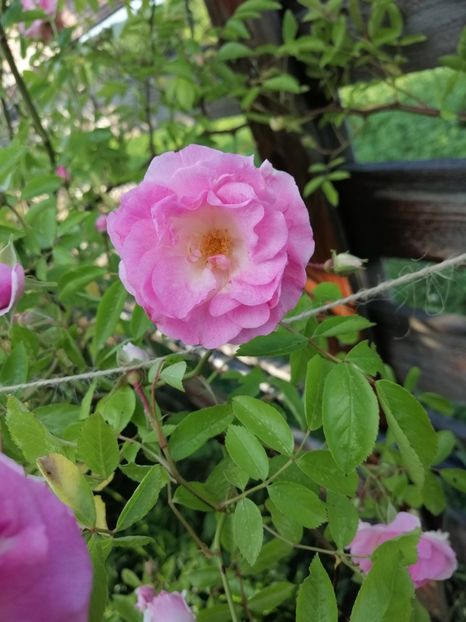  - Hybrid multiflora Beauty Thousand