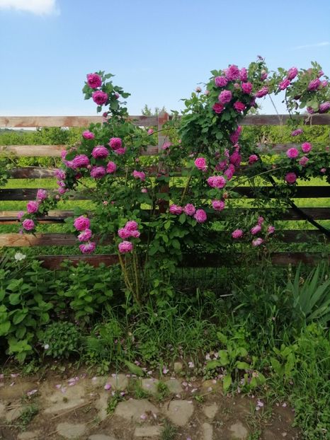  - Hybrid perpetual Mr John Laing