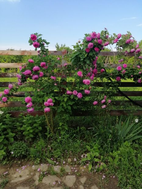  - Hybrid perpetual Mr John Laing