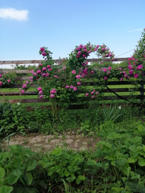  - Hybrid perpetual Mr John Laing