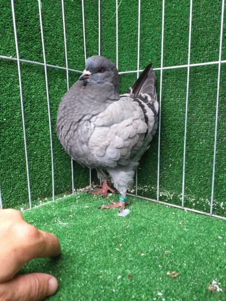 0-1 vanduta - King 2019