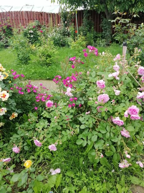  - Hybrid mosc sibelius