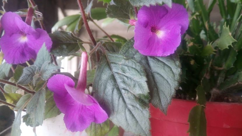 IMG-20190606-WA0000 - Purple king