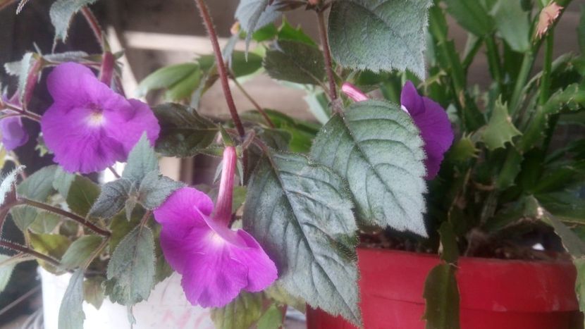 IMG-20190606-WA0001 - Purple king