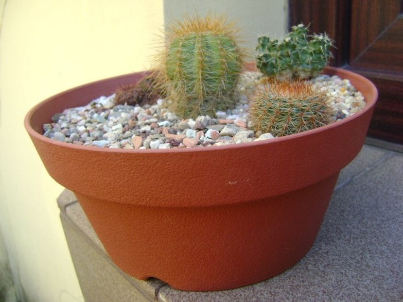Grup de 4 cactusi - Cactusi 2018 final de an