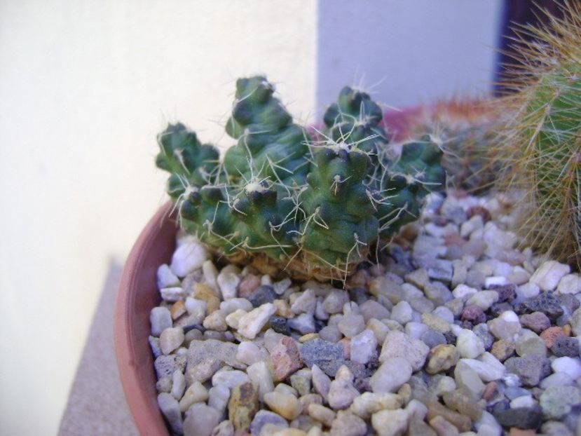 Puna subterranea f. incahuasi (Maihueniopsis subterranea) - Cactusi 2018 final de an