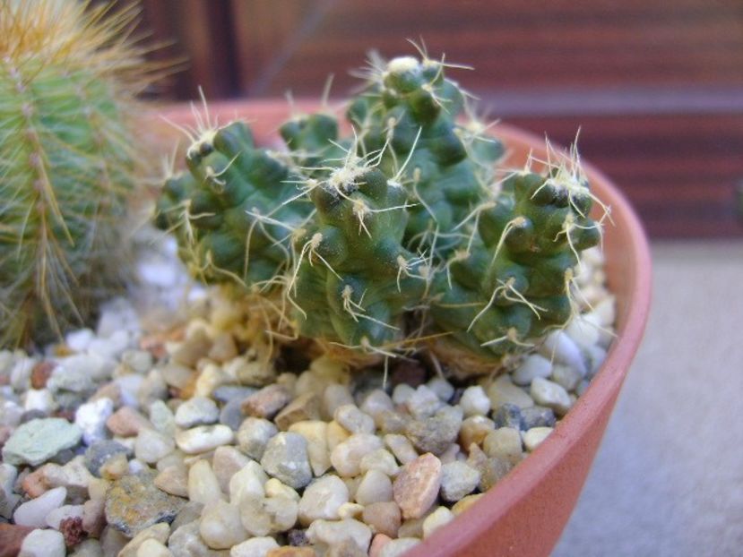Puna subterranea f. incahuasi (Maihueniopsis subterranea) - Cactusi 2018 final de an