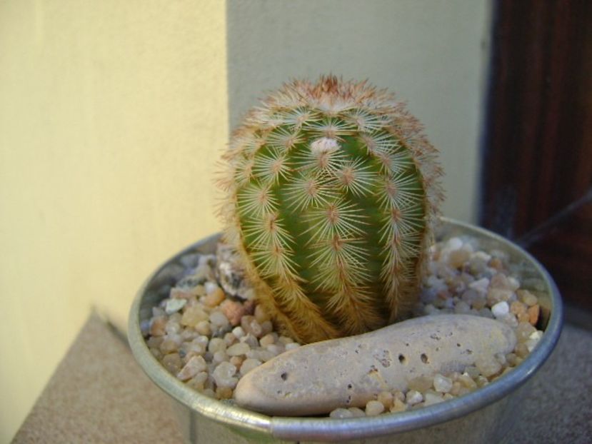Echinocereus reichenbachii ssp. baileyi - Cactusi 2018 final de an