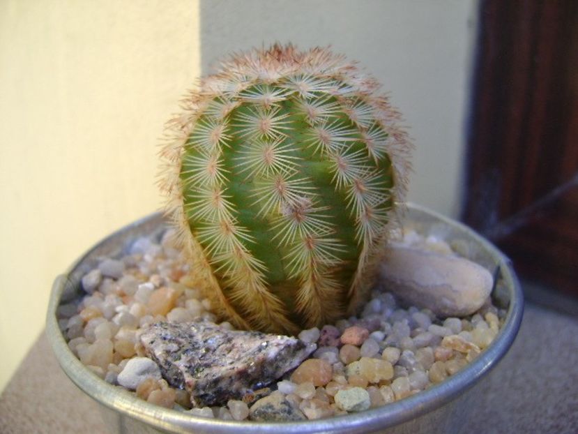 Echinocereus reichenbachii ssp. baileyi - Cactusi 2018 final de an