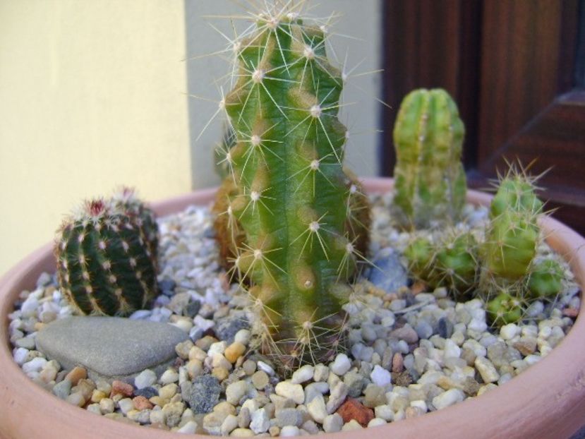 Echinocereus stramineus (Strawberry Cactus sau Pitaya) - Cactusi 2018 final de an