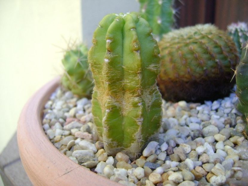 Echinocereus viereckii ssp. morricalii - Cactusi 2018 final de an