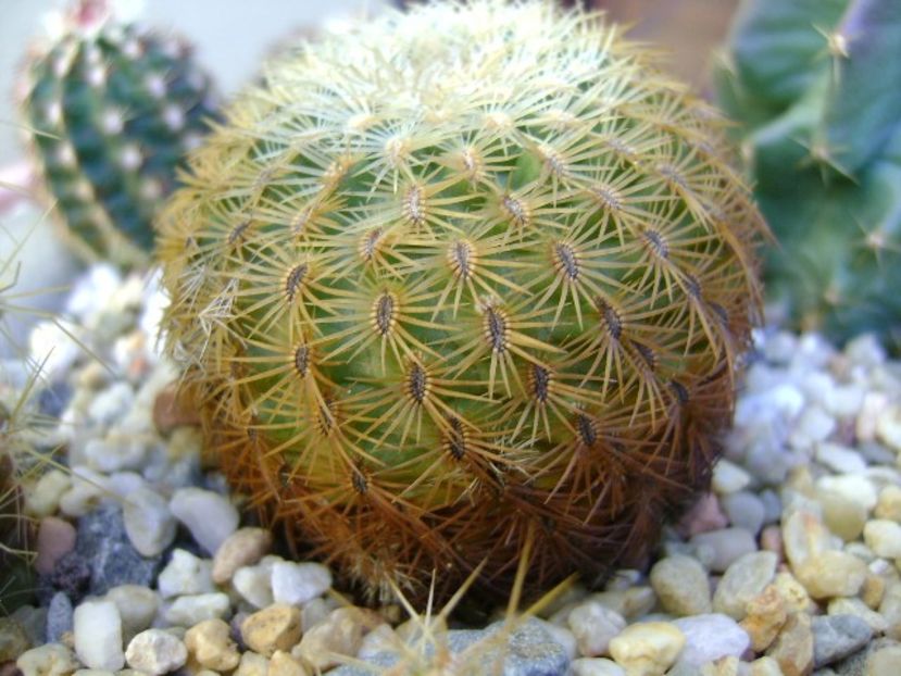 Echinocereus carmenensis (Viridiflorus ssp. correllii) - Cactusi 2018 final de an