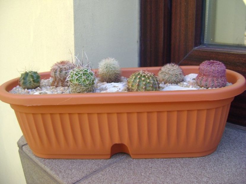 Grup de 7 Echinocereus - Cactusi 2018 final de an