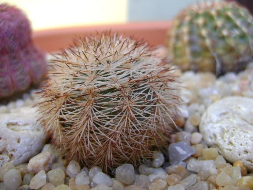 Echinocereus dasyacanthus - Cactusi 2018 final de an