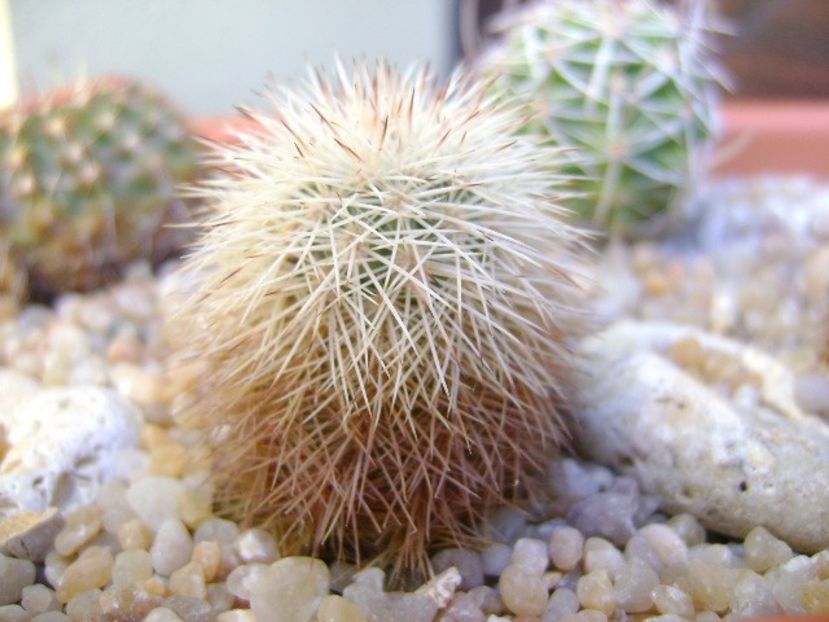Echinocereus fitchii - Cactusi 2018 final de an
