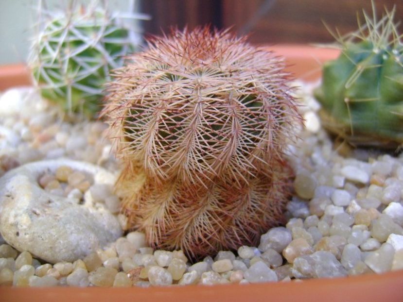 Echinocereus perbellus - Cactusi 2018 final de an