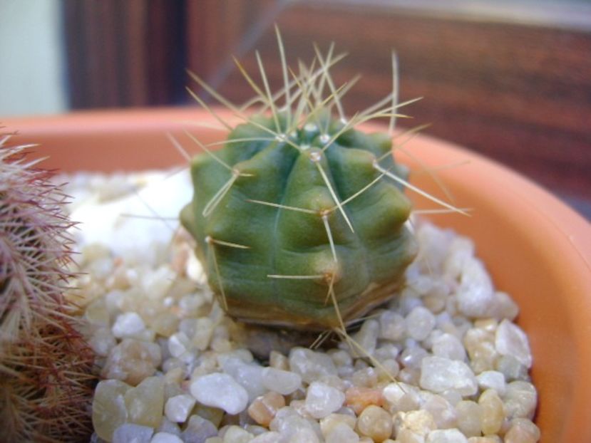 Echinocereus knippelianus - Cactusi 2018 final de an