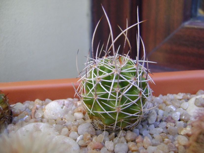 Echinocereus fendleri v. rectispinus - Cactusi 2018 final de an