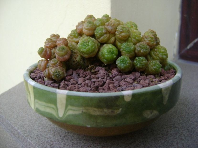 Mammillaria bocasana cv. Fred - Cactusi 2018 final de an