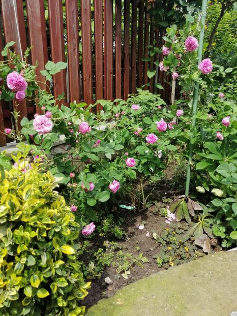  - Bourbon Louise odier