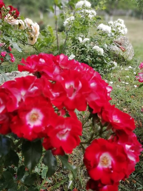 6.06 - gradina 2019