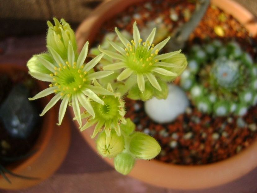 Sempervivum - Primavara 2019