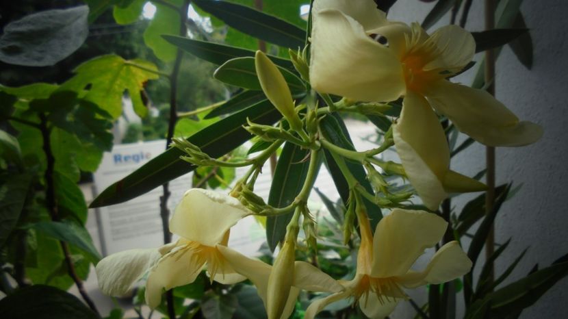 "Marie Gambetta" - Stelute