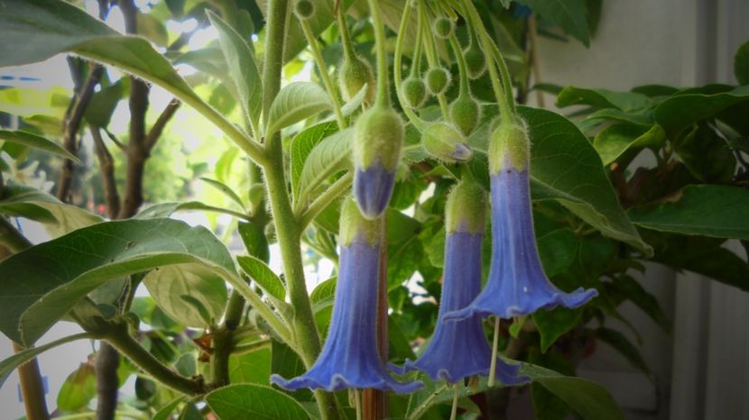 Acnistus australis - Stelute