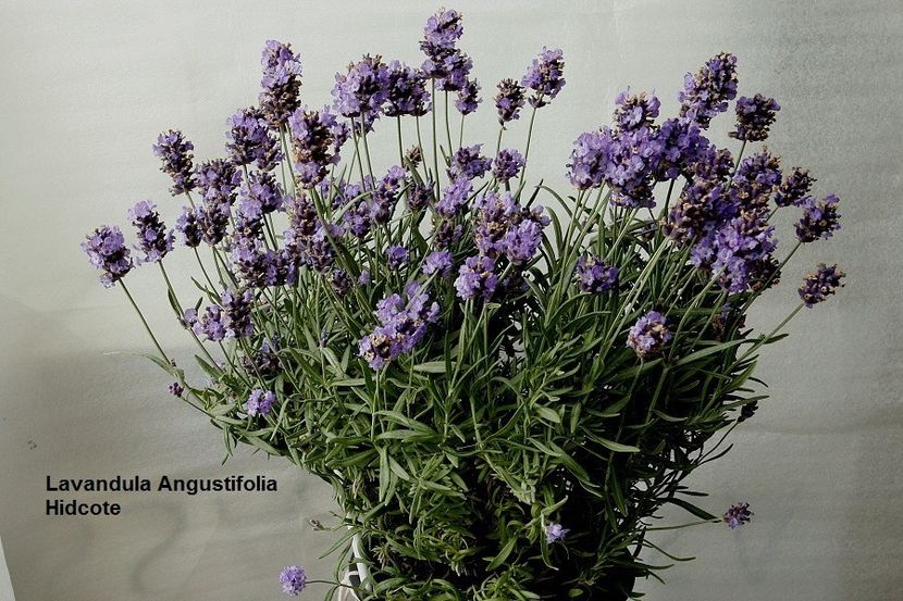 06.06.19 - 01 Lavanda