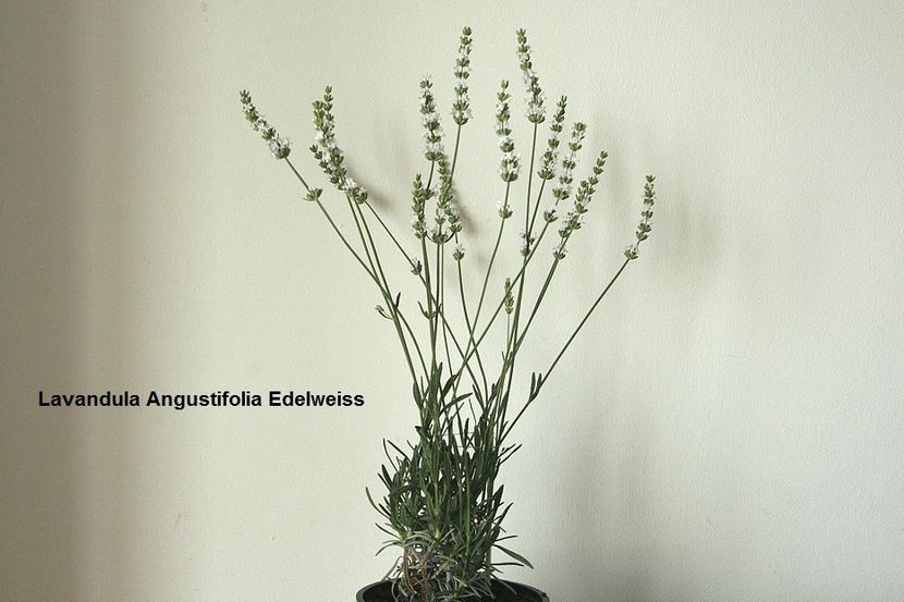 06.06.19 - 01 Lavanda