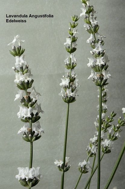 06.06.19 - 01 Lavanda