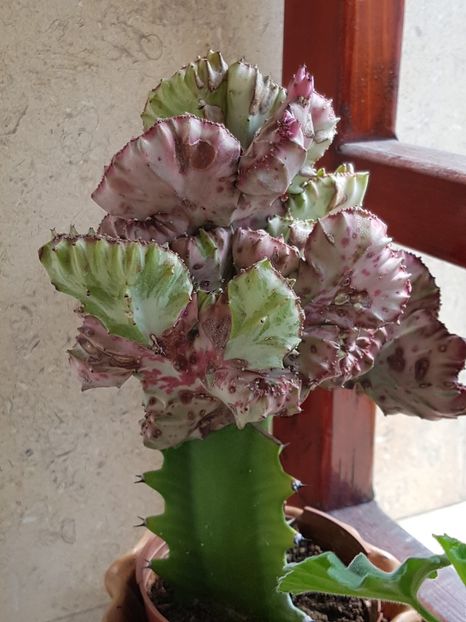 Euphorbia lactea cristata. - Euphorbia ---