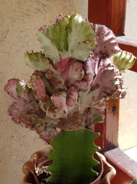  - Euphorbia ---